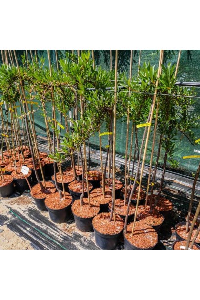 Слива приземиста Депресса на штамбі купити 